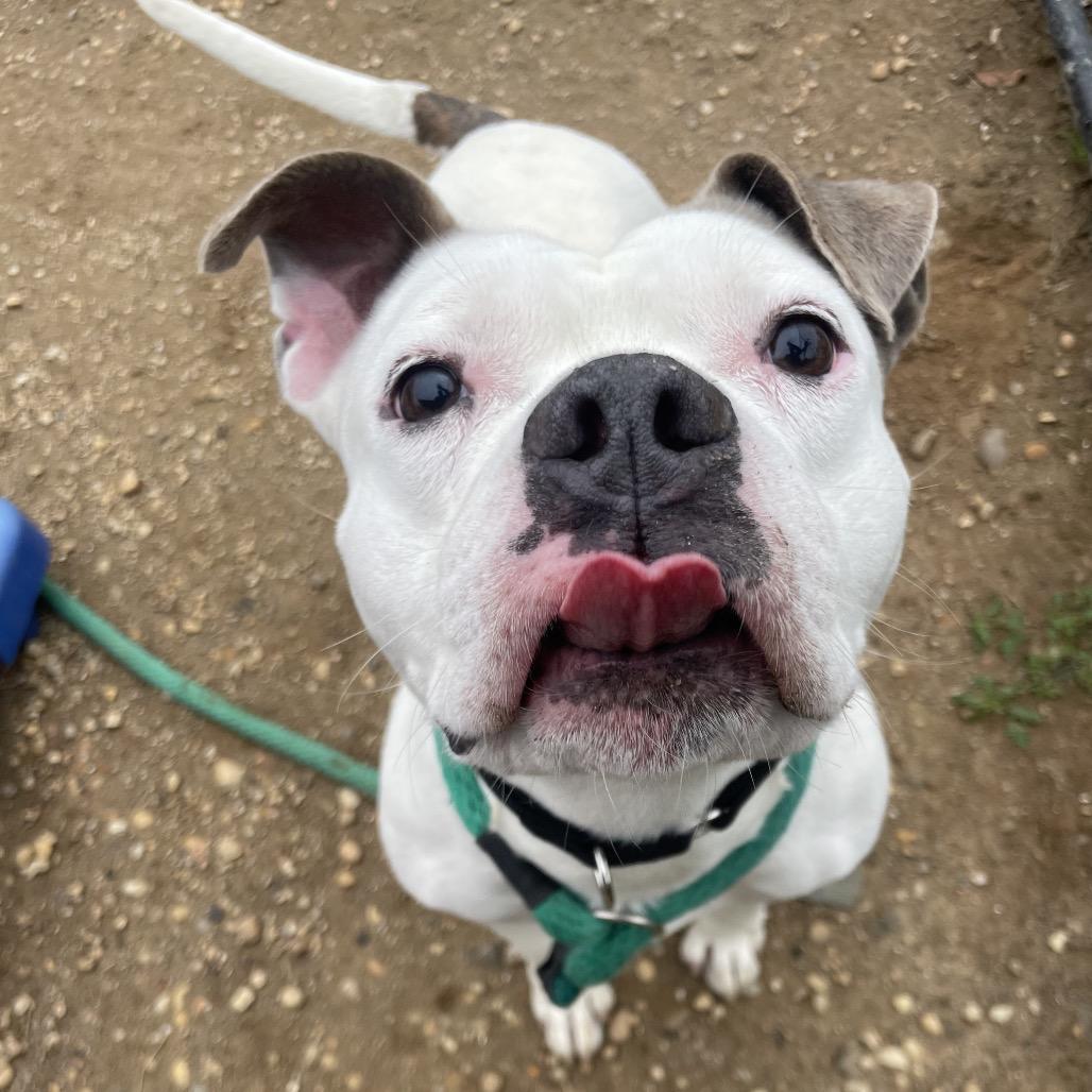Cheddar Bob, a Adoptable Mixed Breed in West Chester, PA image 3/5