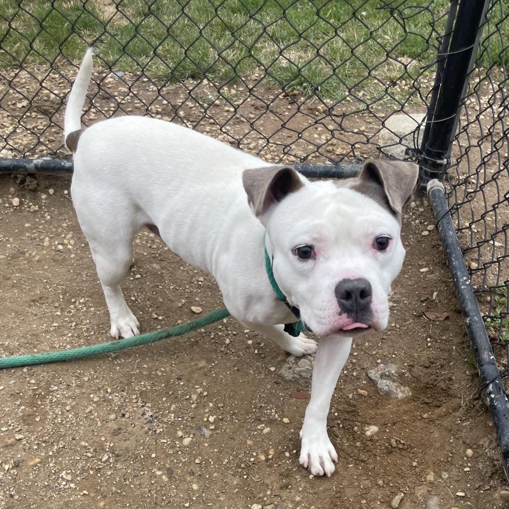 Cheddar Bob, a Adoptable Mixed Breed in West Chester, PA image 4/5
