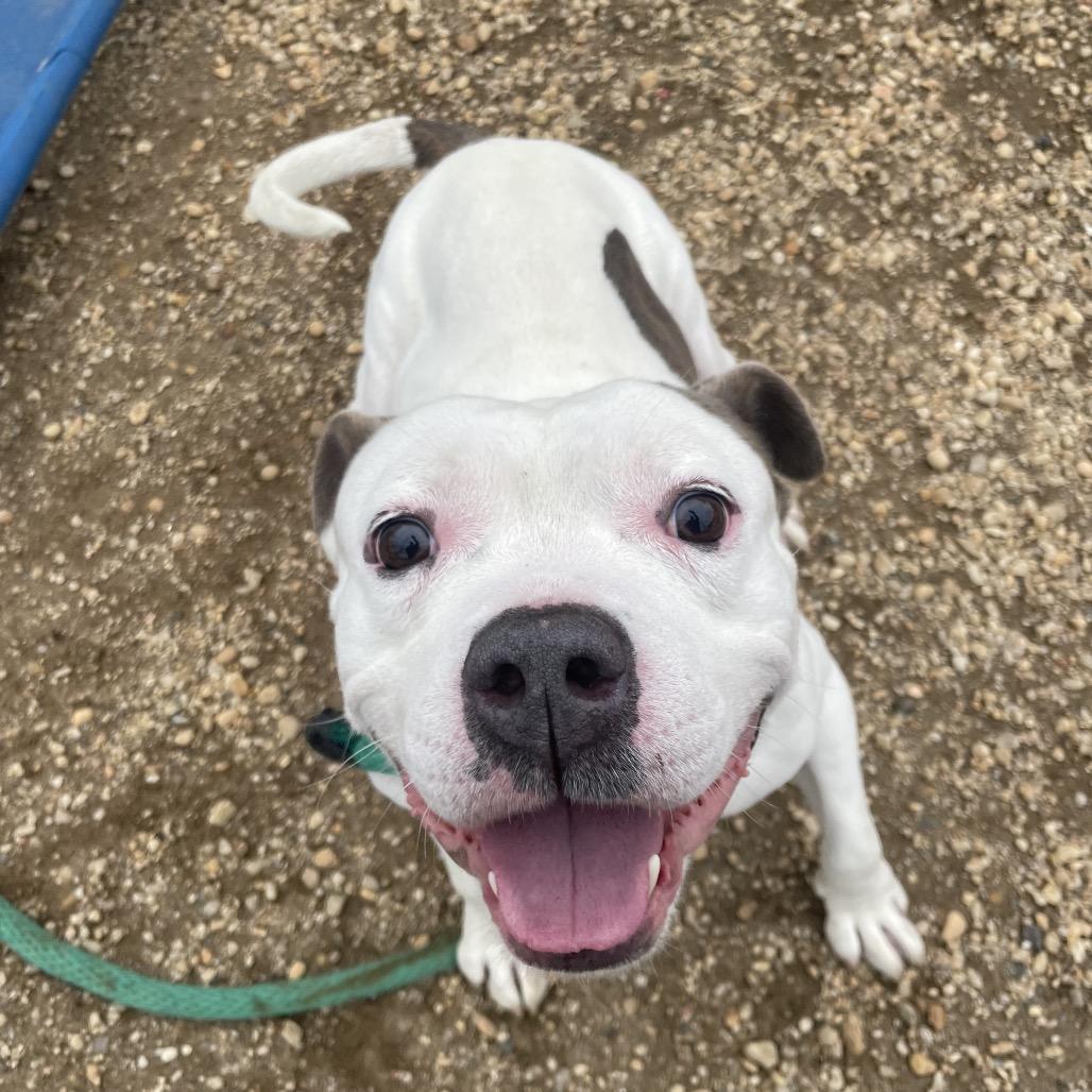 Cheddar Bob, a Adoptable Mixed Breed in West Chester, PA image 5/5