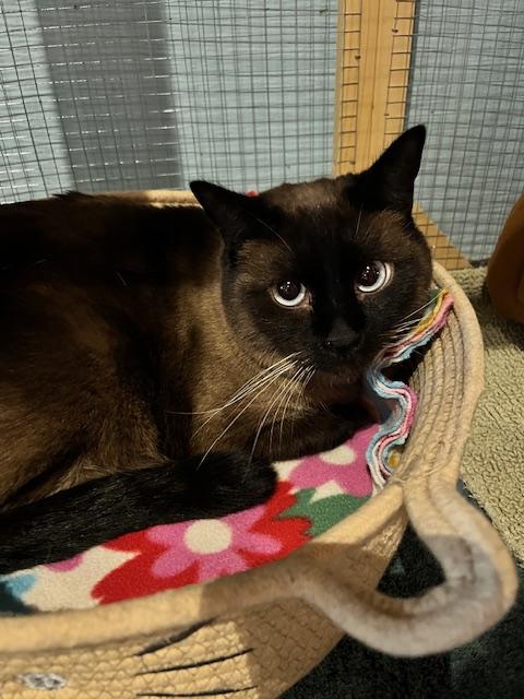 Enlarge Chibi, an adopted mixed breed in Denver, CO image 3/3