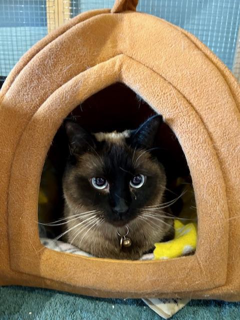 Enlarge Chibi, an adopted mixed breed in Denver, CO image 2/3