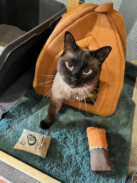 Chibi, adopted, Adult Female Siamese.