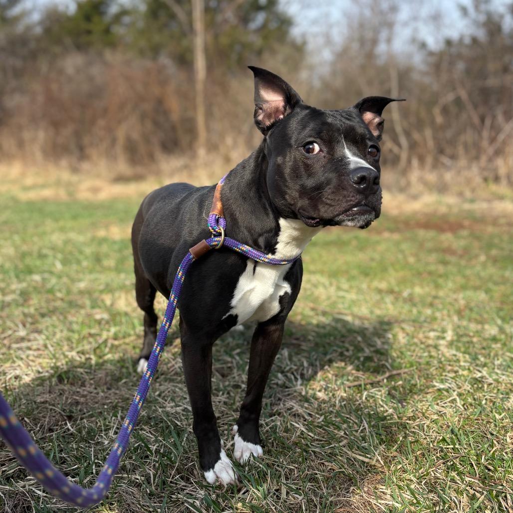 Enlarge Izzy, a Adoptable Pit Bull Terrier in York, PA image 1/6