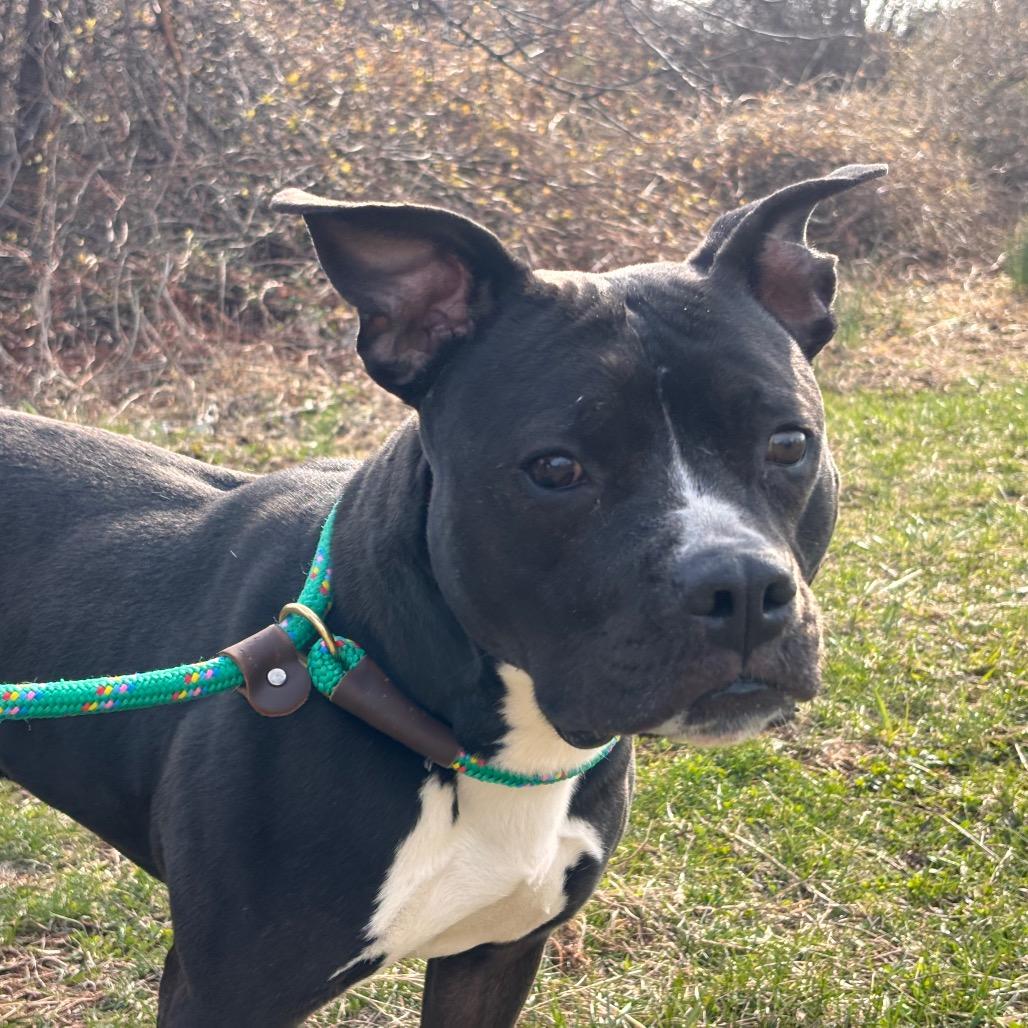 Enlarge Izzy, a Adoptable Pit Bull Terrier in York, PA image 2/6