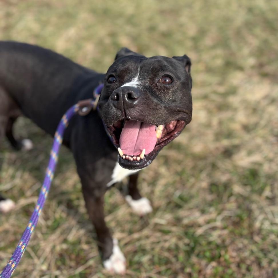 Enlarge Izzy, a Adoptable Pit Bull Terrier in York, PA image 3/6