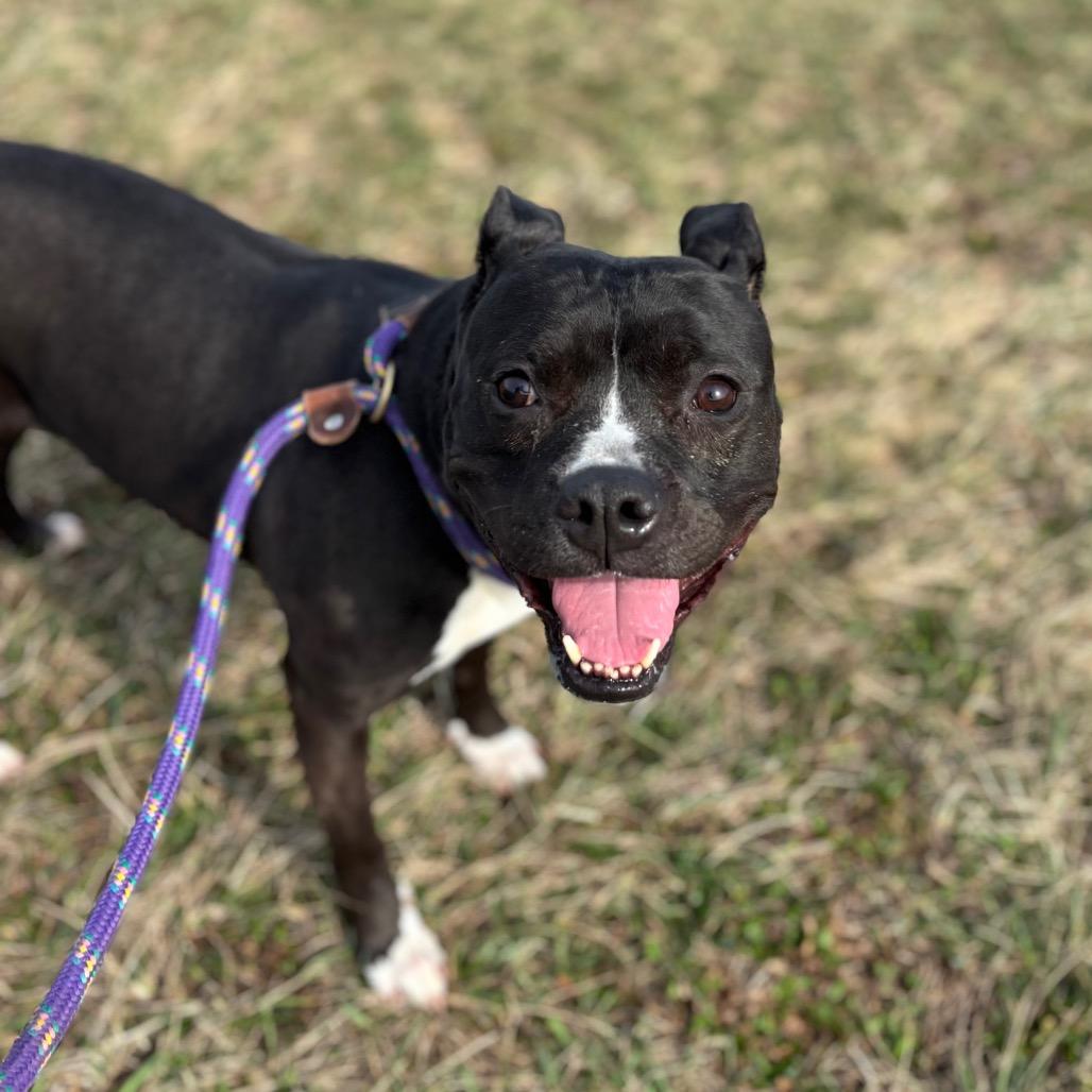 Enlarge Izzy, a Adoptable Pit Bull Terrier in York, PA image 4/6