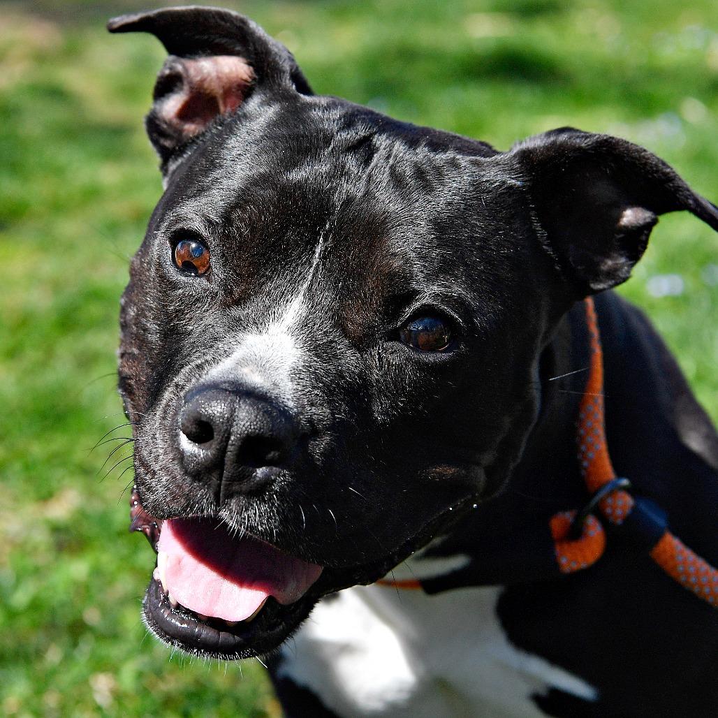 Enlarge Izzy, a Adoptable Pit Bull Terrier in York, PA image 5/6