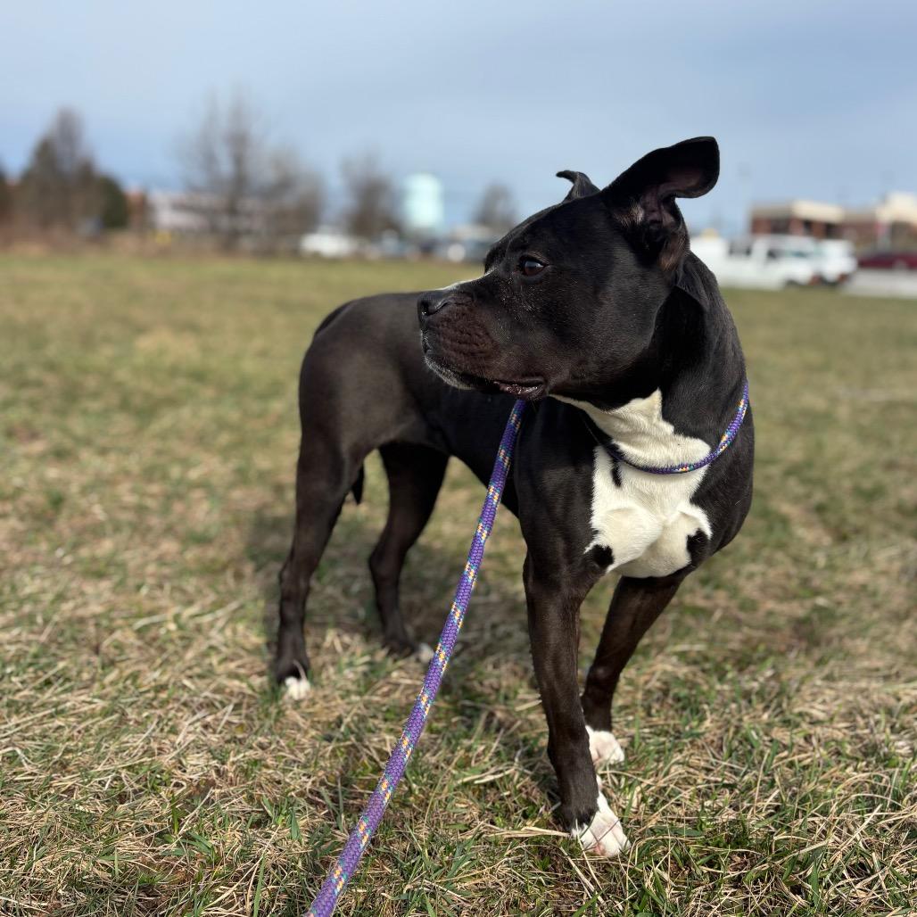 Enlarge Izzy, a Adoptable Pit Bull Terrier in York, PA image 6/6