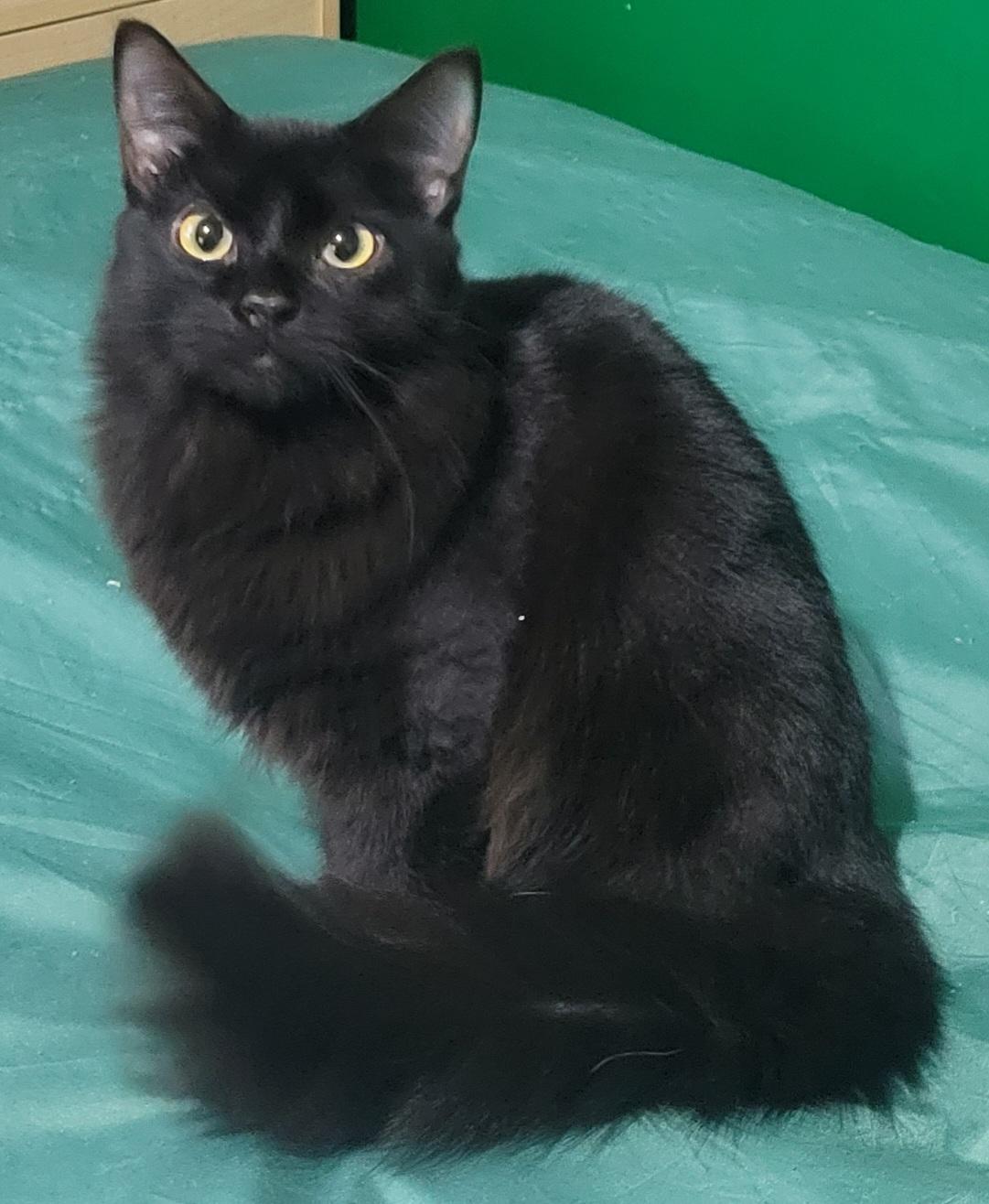 Enlarge Isis, a Adoptable mixed breed in Elwood, NJ image 1/1