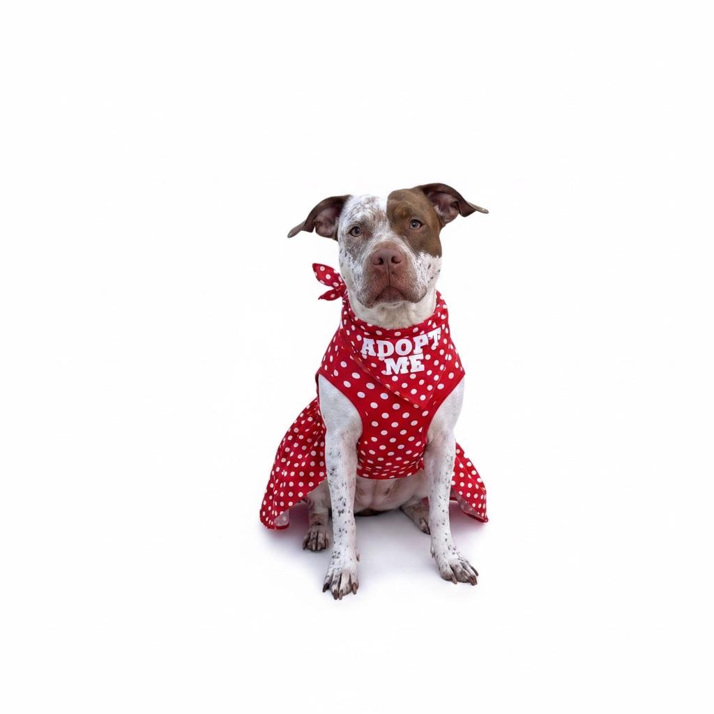 Izzy-ADOPT Me!, ADOPTABLE, Adult Female Pit Bull Terrier.