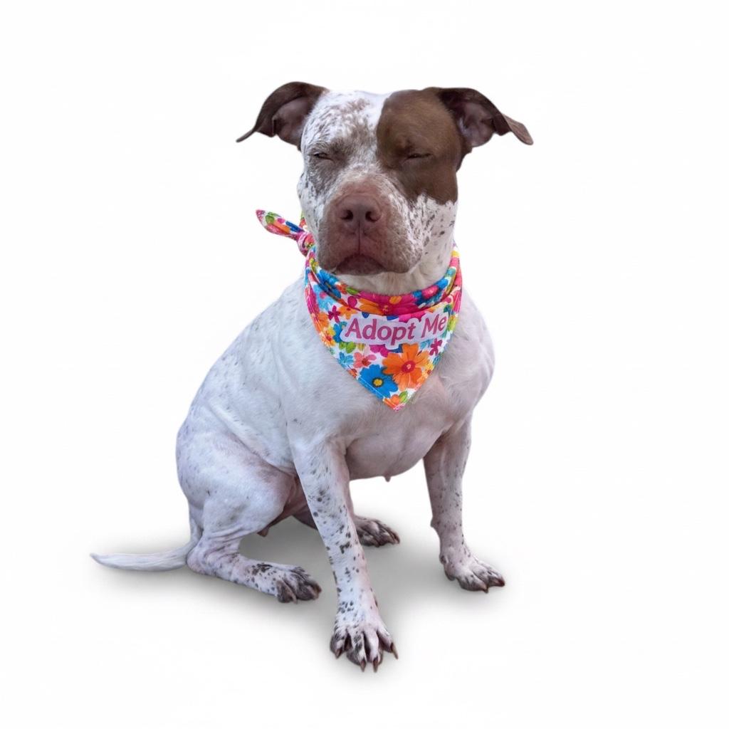 Enlarge Izzy-ADOPT Me!, a ADOPTABLE Pit Bull Terrier in Redondo Beach, CA image 3/6