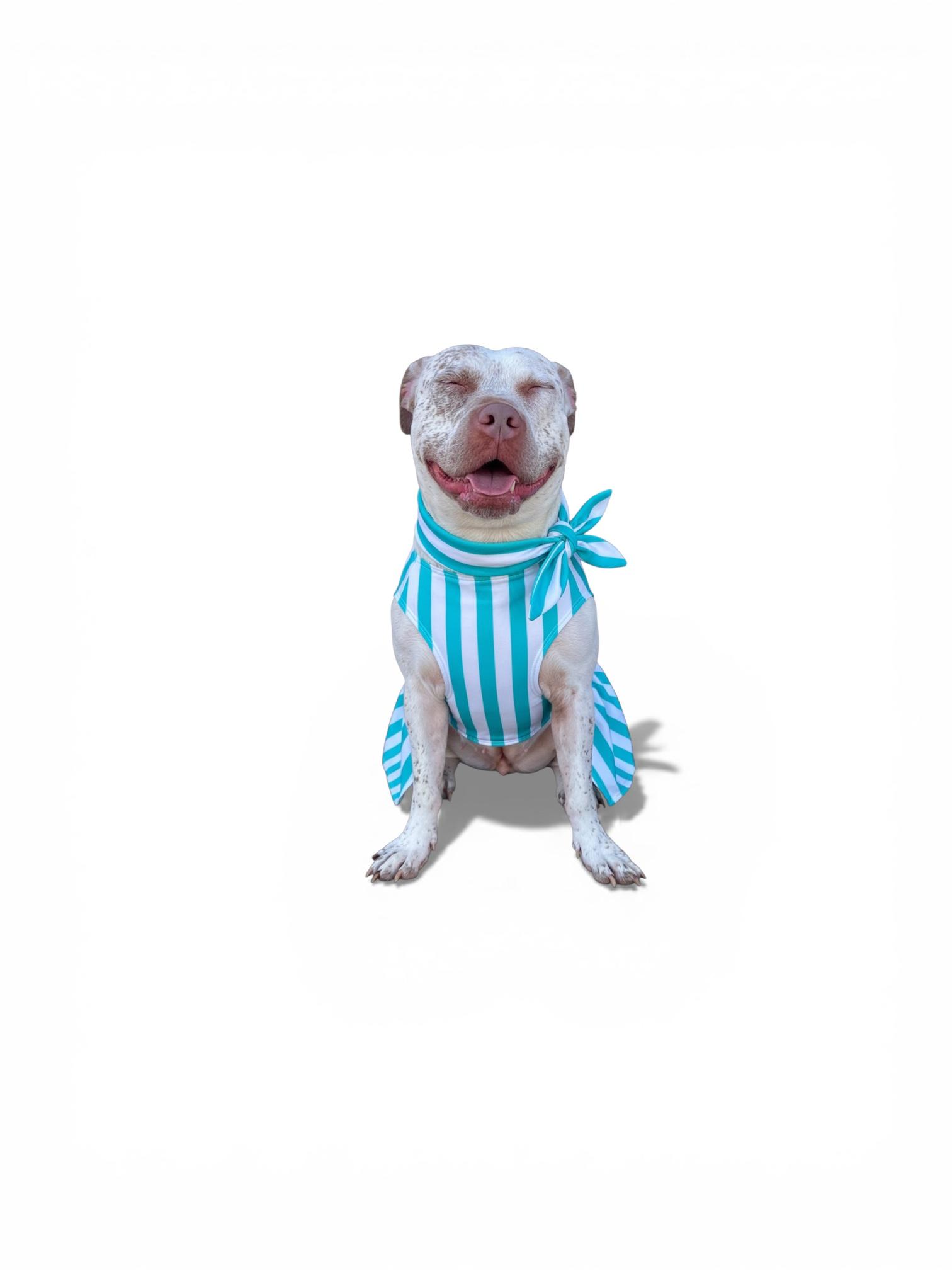 Enlarge Izzy-ADOPT Me!, a ADOPTABLE Pit Bull Terrier in Redondo Beach, CA image 5/6