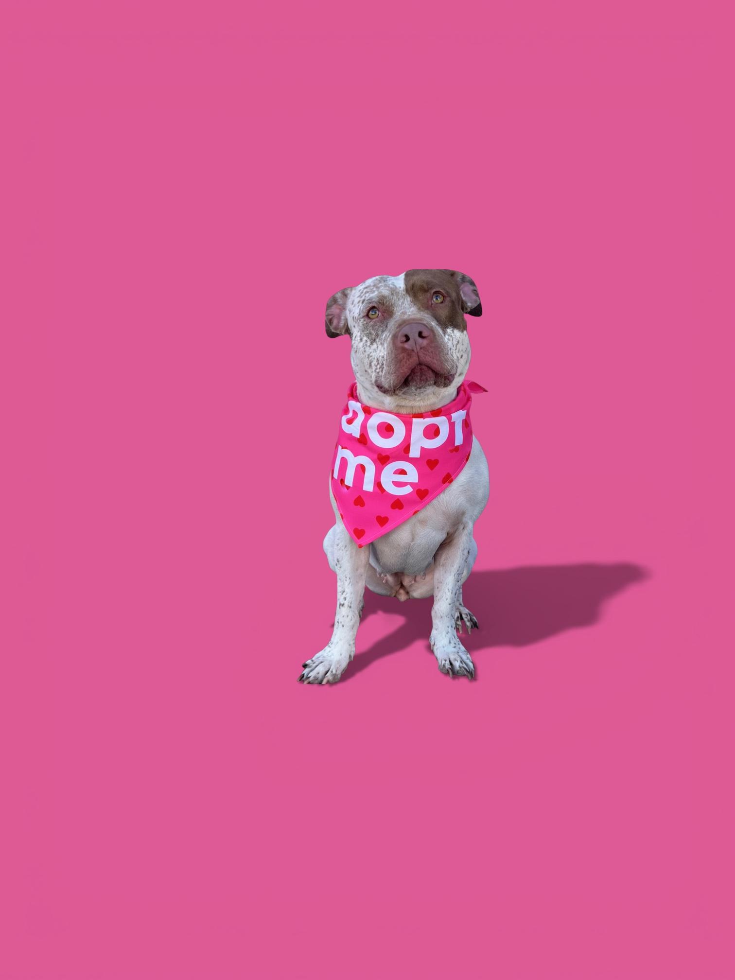 Enlarge Izzy-ADOPT Me!, a ADOPTABLE Pit Bull Terrier in Redondo Beach, CA image 6/6