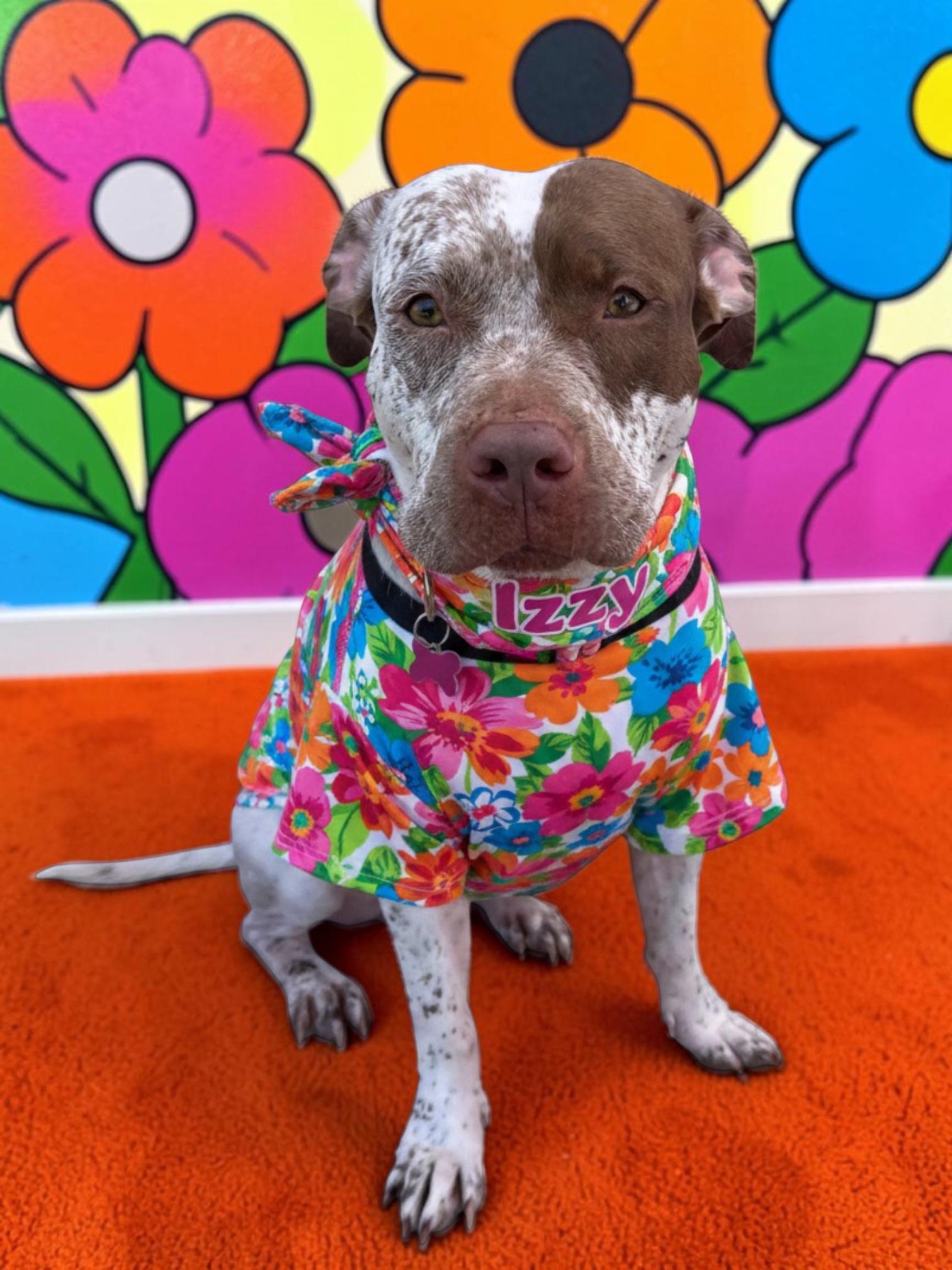 Enlarge Izzy-ADOPT Me!, a ADOPTABLE Pit Bull Terrier in Redondo Beach, CA image 4/6