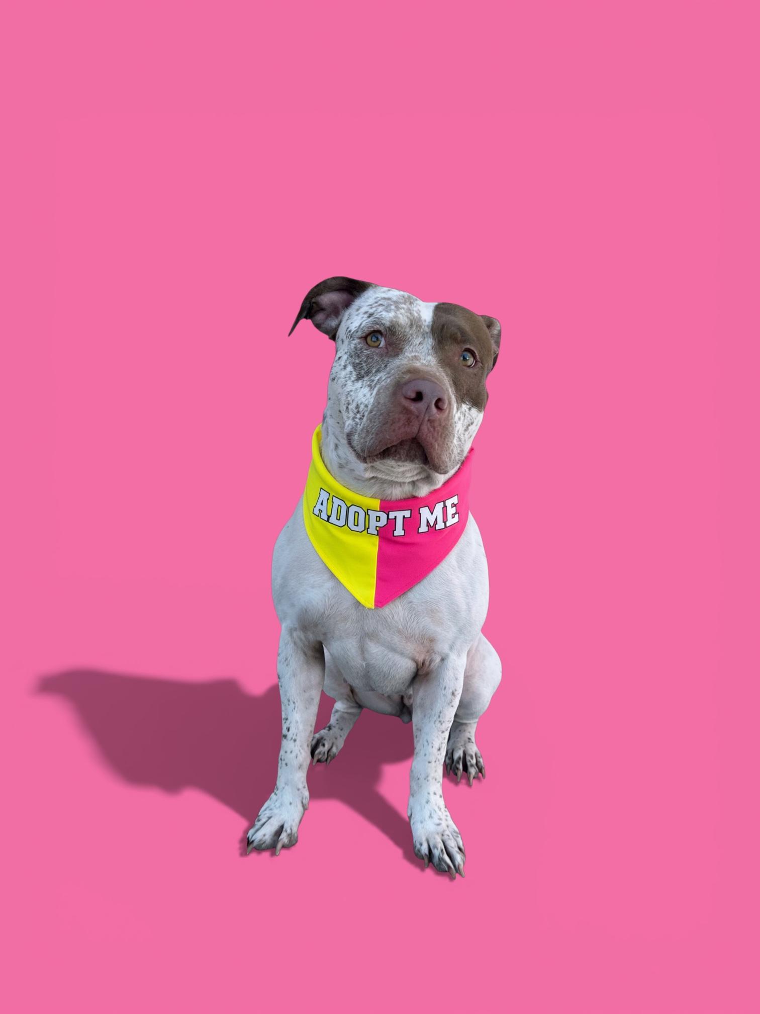 Enlarge Izzy-ADOPT Me!, a ADOPTABLE Pit Bull Terrier in Redondo Beach, CA image 2/6