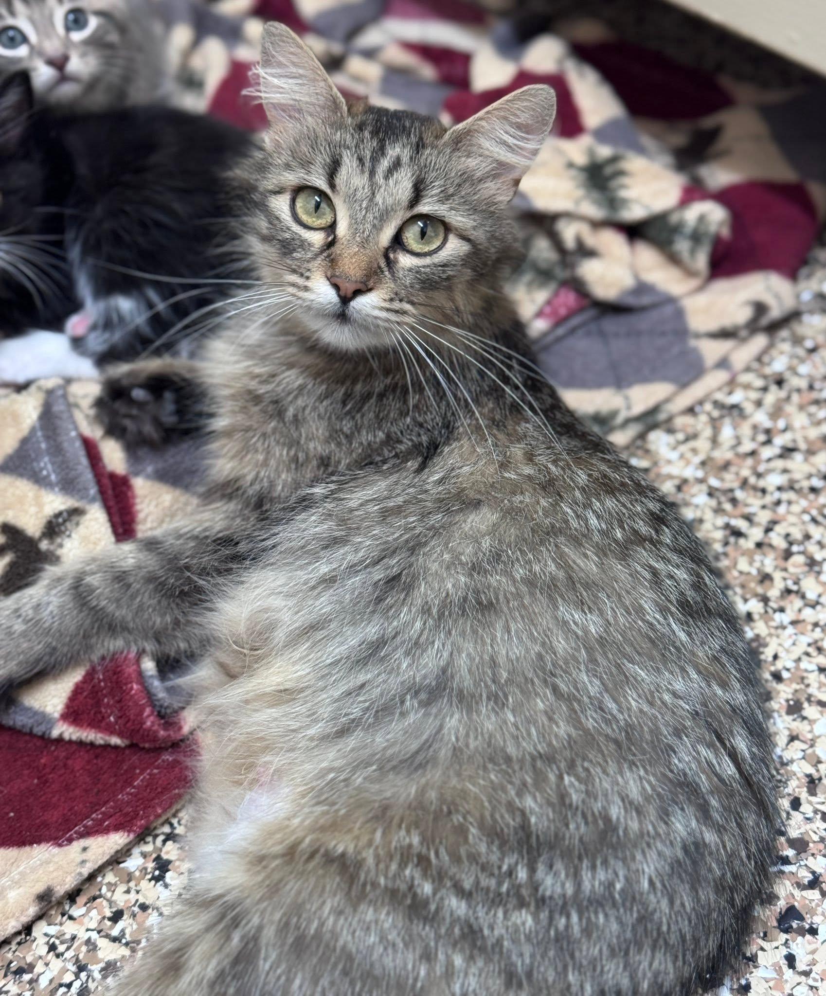 Kit, ADOPTABLE, Young Female Domestic Medium Hair.