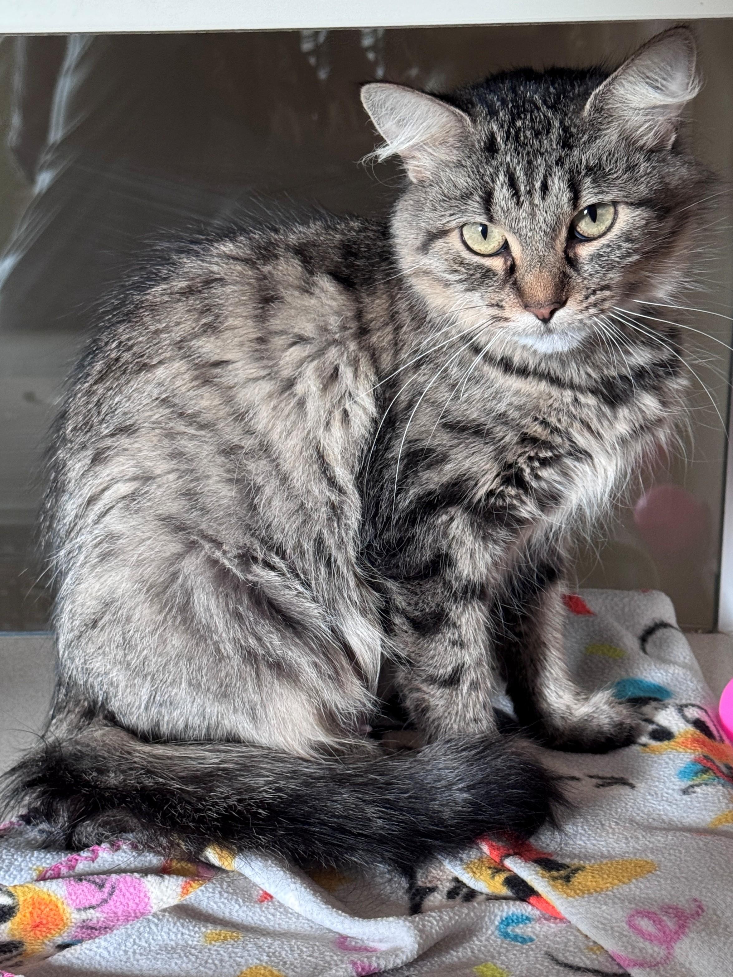 Enlarge Kit, a ADOPTABLE Domestic Medium Hair in Hackensack, MN image 1/2