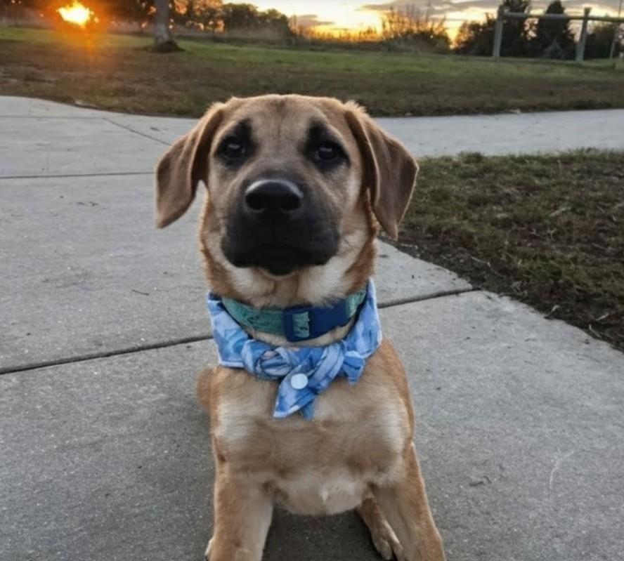 GEORGE, Adoptable, Puppy Male Black Mouth Cur & Beagle.