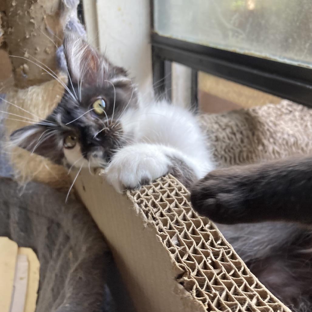 Happy Face-JAA, Adoptable, Kitten Female Domestic Medium Hair.