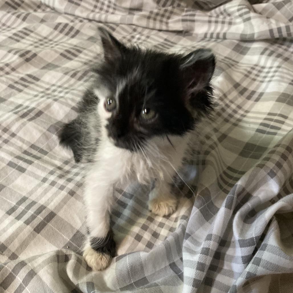 Happy Face-JAA, a Adoptable Domestic Medium Hair in Tallahassee, FL image 2/3