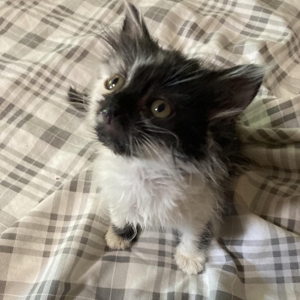 Happy Face-JAA, a Adoptable Domestic Medium Hair in Tallahassee, FL image 3/3