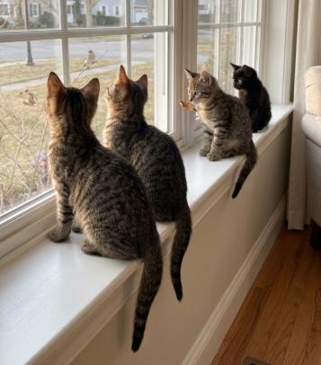 Enlarge Rooster, Dutch, Arthur, Matie, a Adoptable American Shorthair in Union City, NJ image 5/5