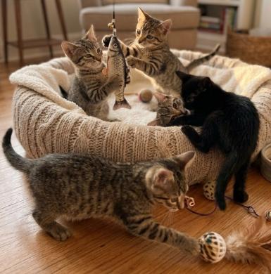 Enlarge Rooster, Dutch, Arthur, Matie, a Adoptable American Shorthair in Union City, NJ image 3/5