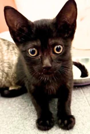 Enlarge Rooster, Dutch, Arthur, Matie, a Adoptable American Shorthair in Union City, NJ image 2/5