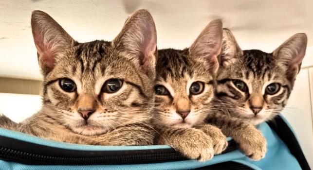 Rooster, Dutch, Arthur, Matie, Adoptable, Kitten Male American Shorthair.