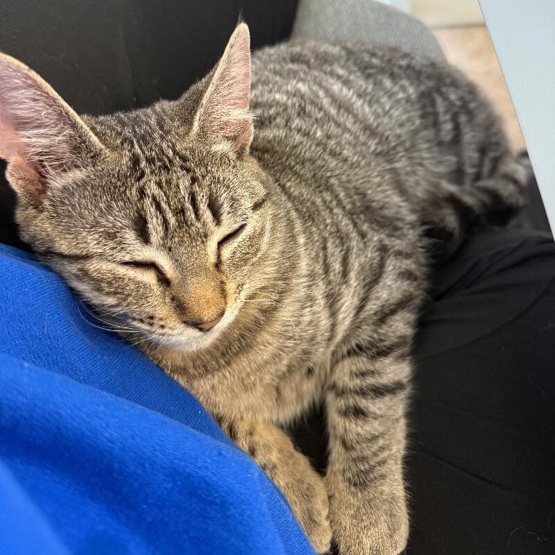 Enlarge June Bug Whiskerpaws, a Adoptable mixed breed in Syracuse, NY image 3/6