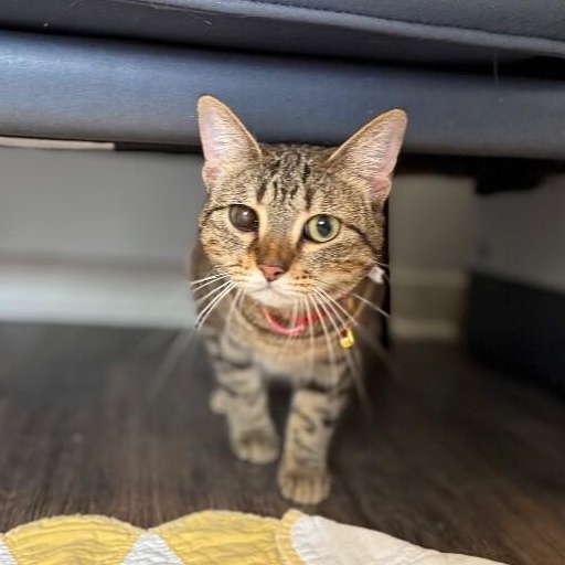 Enlarge June Bug Whiskerpaws, a Adoptable mixed breed in Syracuse, NY image 5/6