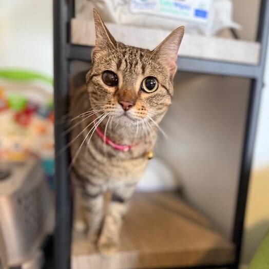 Enlarge June Bug Whiskerpaws, a Adoptable mixed breed in Syracuse, NY image 4/6