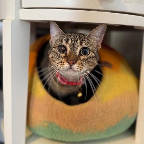 Enlarge June Bug Whiskerpaws, a Adoptable mixed breed in Syracuse, NY image 1/6