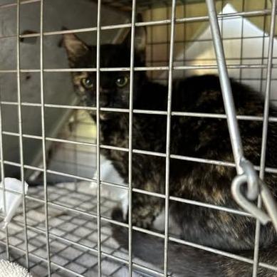 Isadora, Adoptable, Young Female Domestic Short Hair.