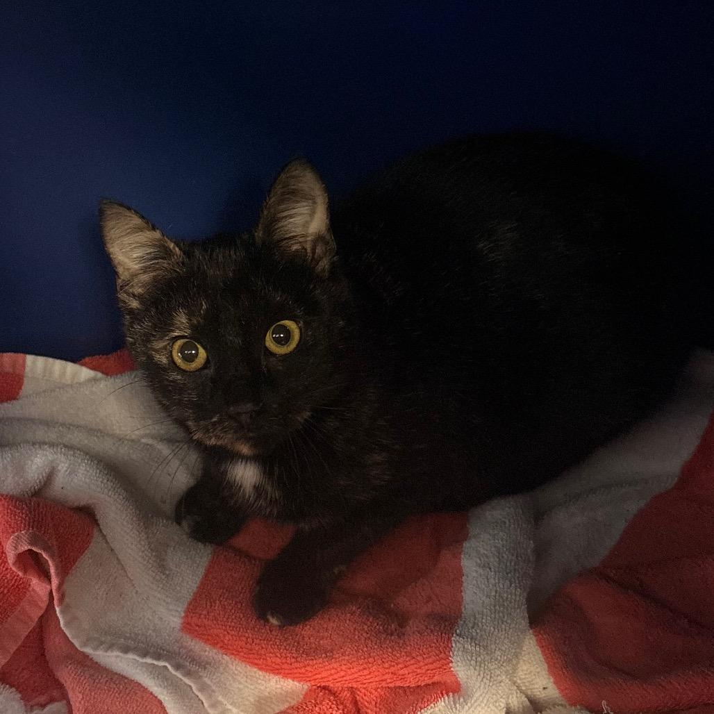 Isadora, Adoptable, Young Female Domestic Short Hair.