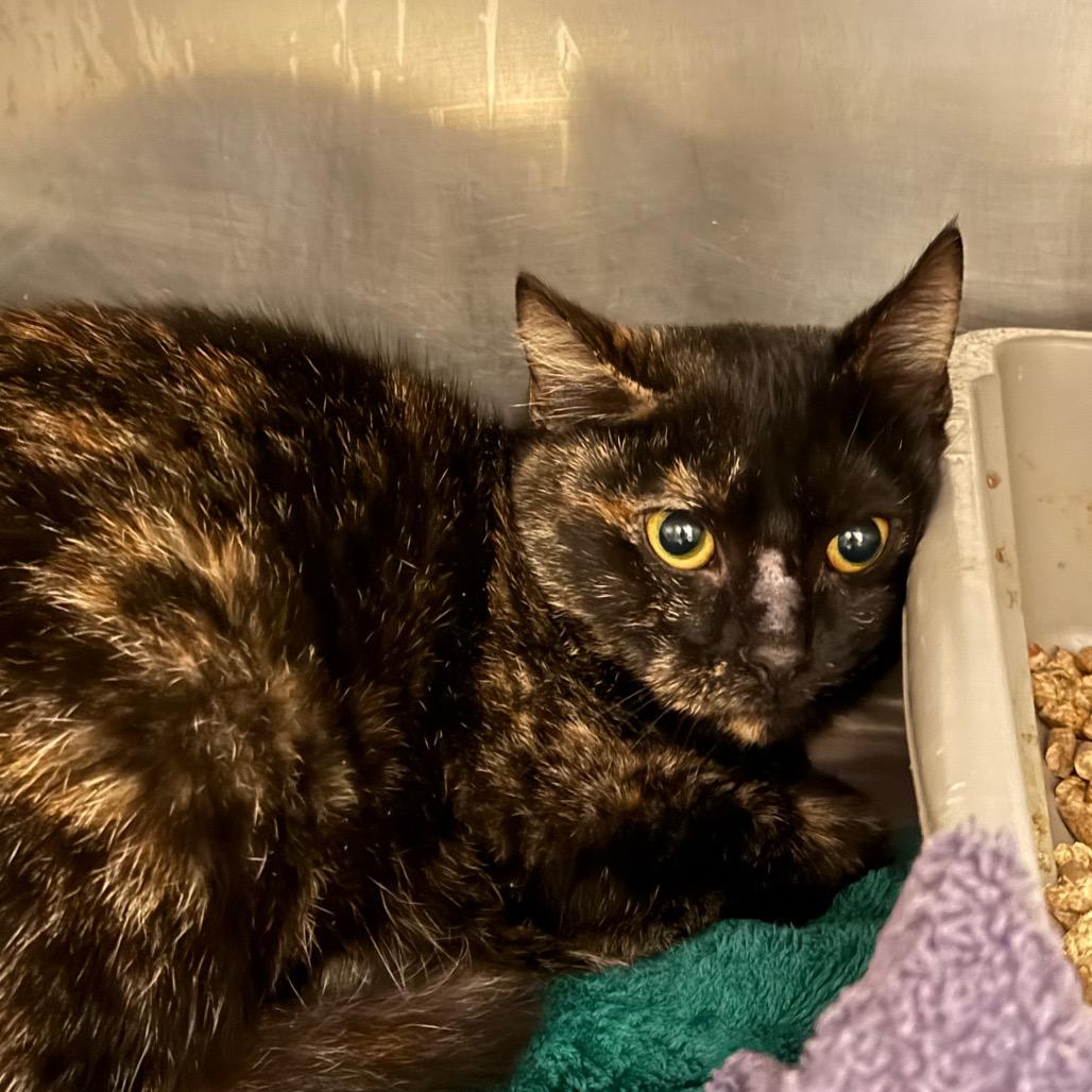 Enlarge Isadora, a Adoptable Domestic Short Hair in Bristol, IN image 2/2