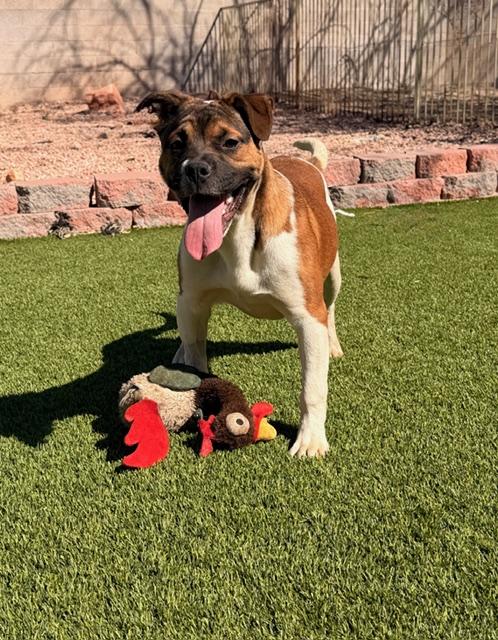 Enlarge Folly, a Adoptable mixed breed in Henderson, NV image 1/3