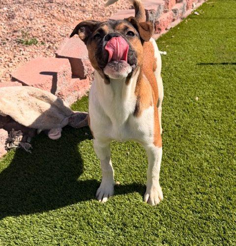 Folly, Adoptable, Young Female American Bulldog & Mixed Breed.
