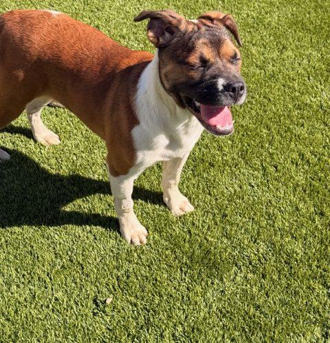 Enlarge Folly, a Adoptable mixed breed in Henderson, NV image 3/3