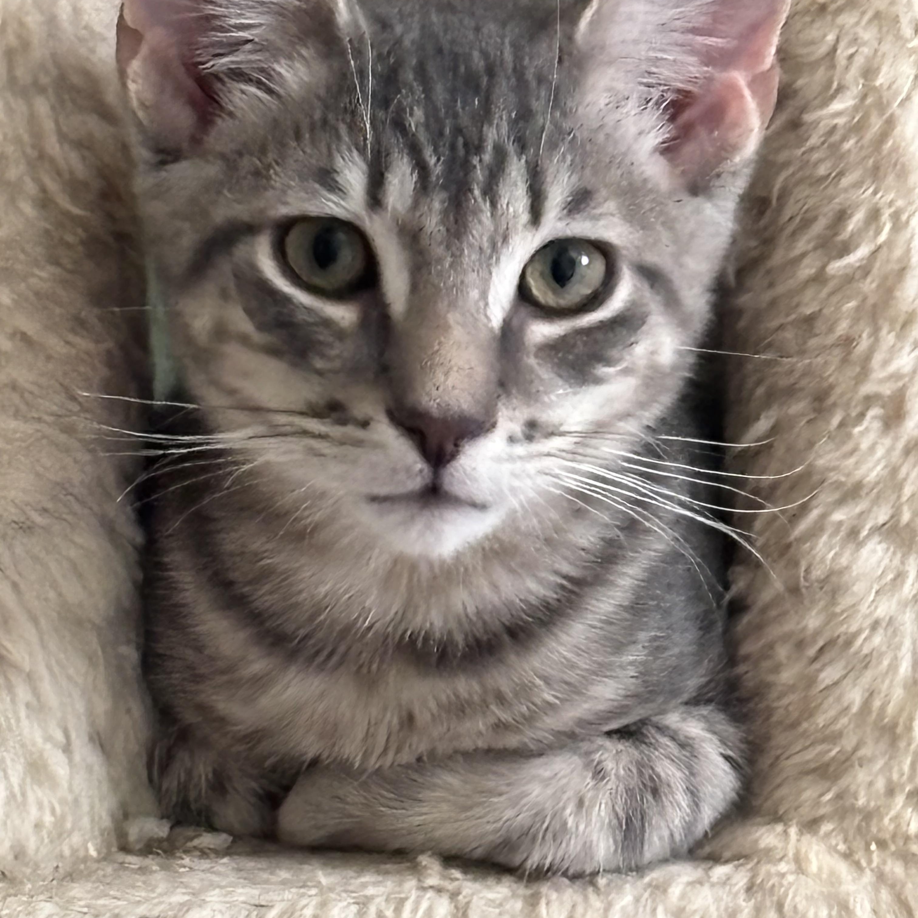 Enlarge Lumi, a Adoptable Domestic Short Hair in Norwalk, CT image 1/1