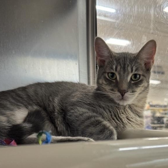 Enlarge Lumi, a Adoptable Domestic Short Hair in Norwalk, CT image 2/2