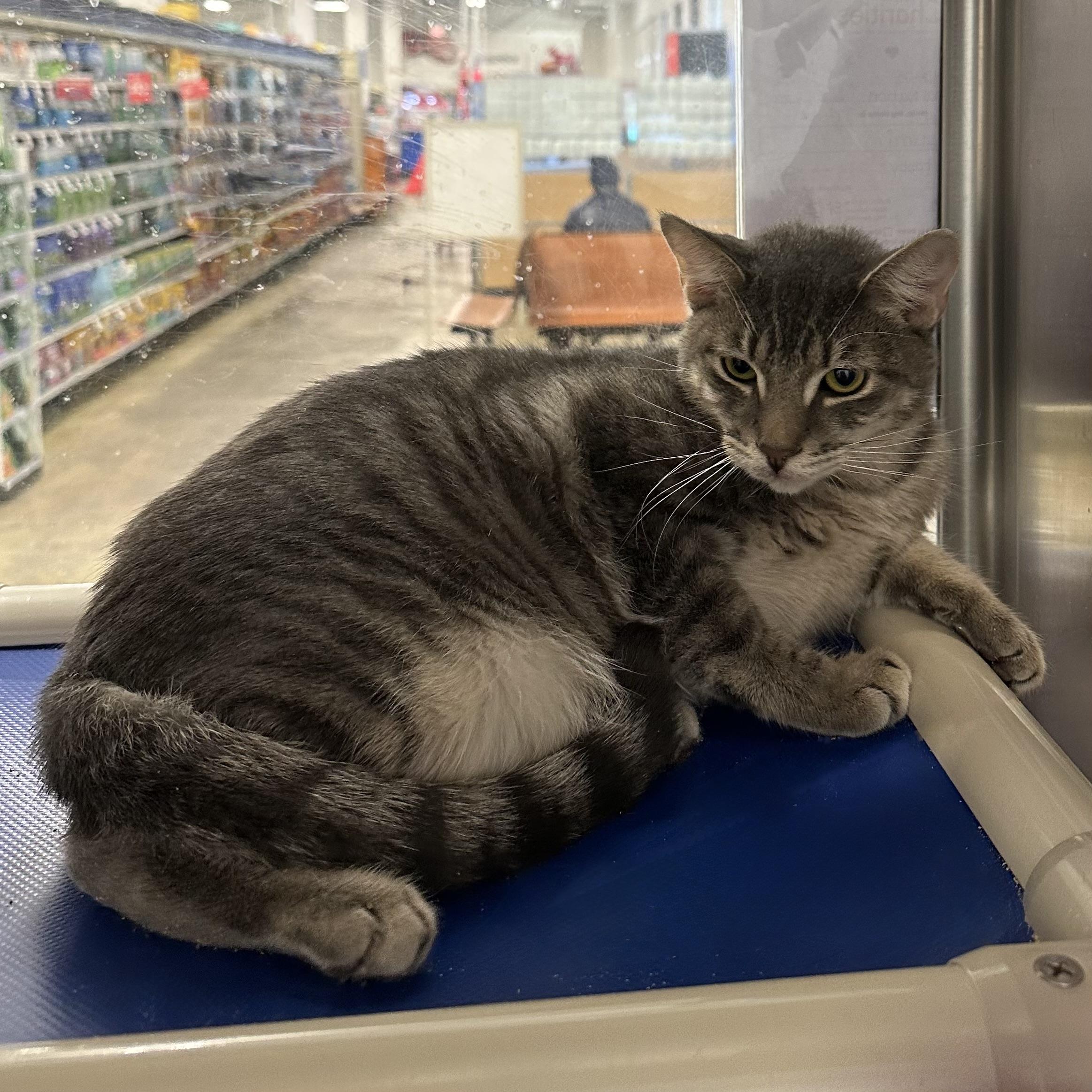 Enlarge Lumi, a Adoptable Domestic Short Hair in Norwalk, CT image 1/1