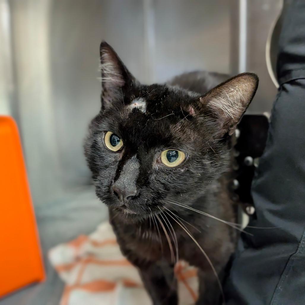 Gomez, a Adoptable Domestic Short Hair in Houston, TX image 1/2