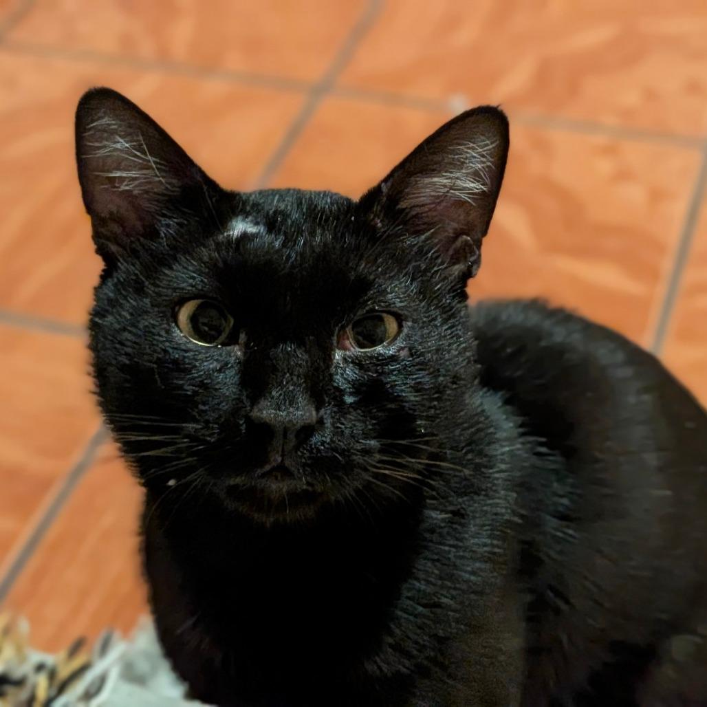 Gomez, a Adoptable Domestic Short Hair in Houston, TX image 2/2