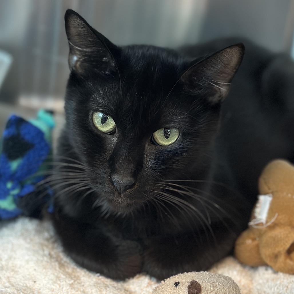 Helena, a Adoptable Domestic Short Hair in Matteson, IL image 1/5