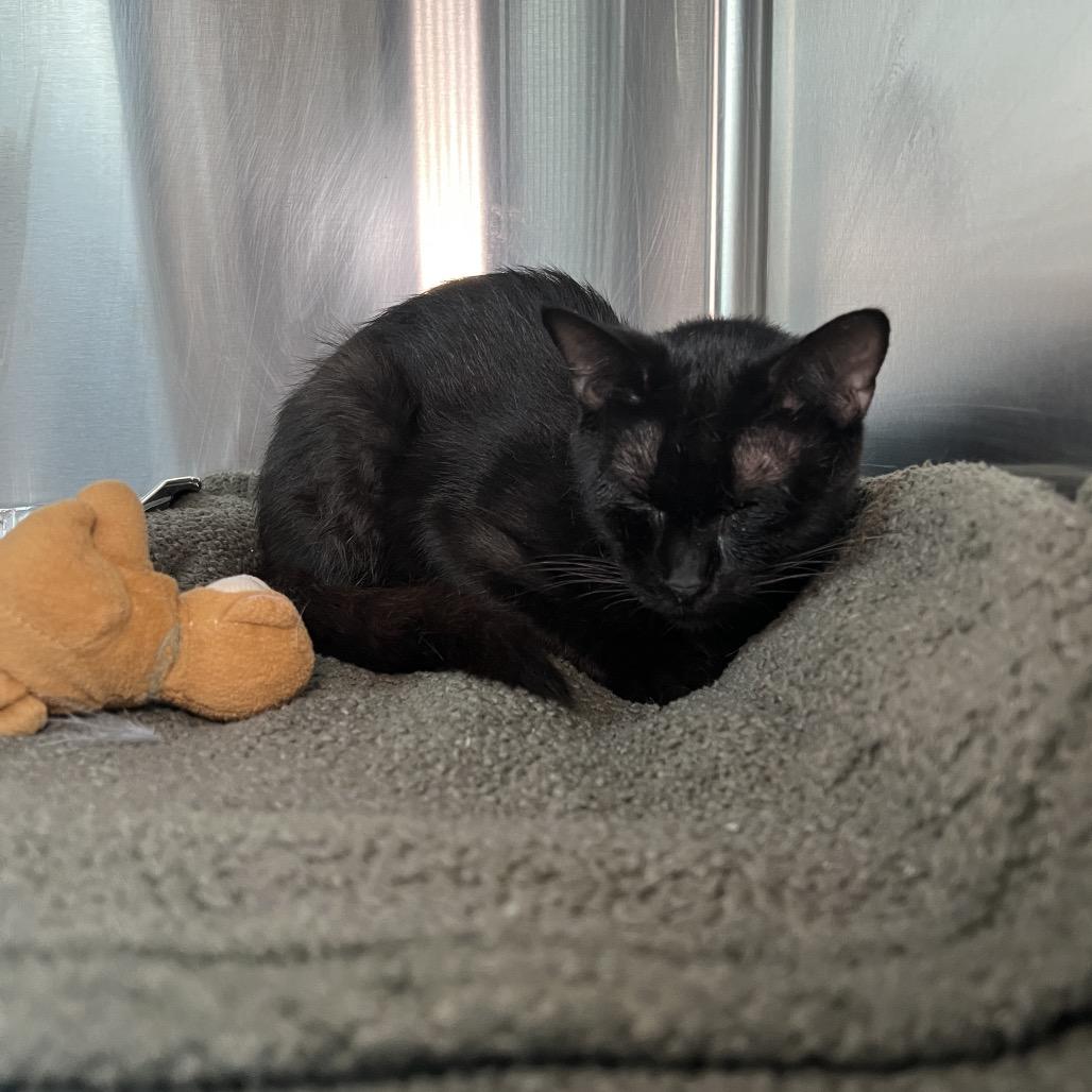Helena, a Adoptable Domestic Short Hair in Matteson, IL image 2/5
