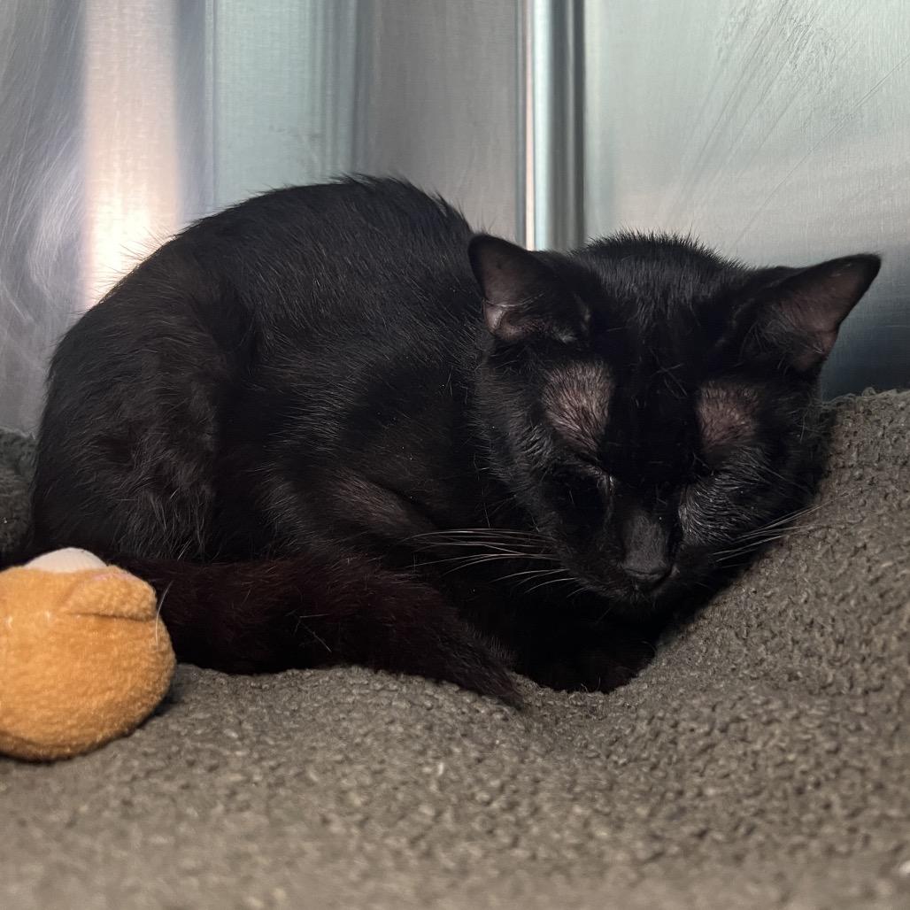 Helena, a Adoptable Domestic Short Hair in Matteson, IL image 3/5