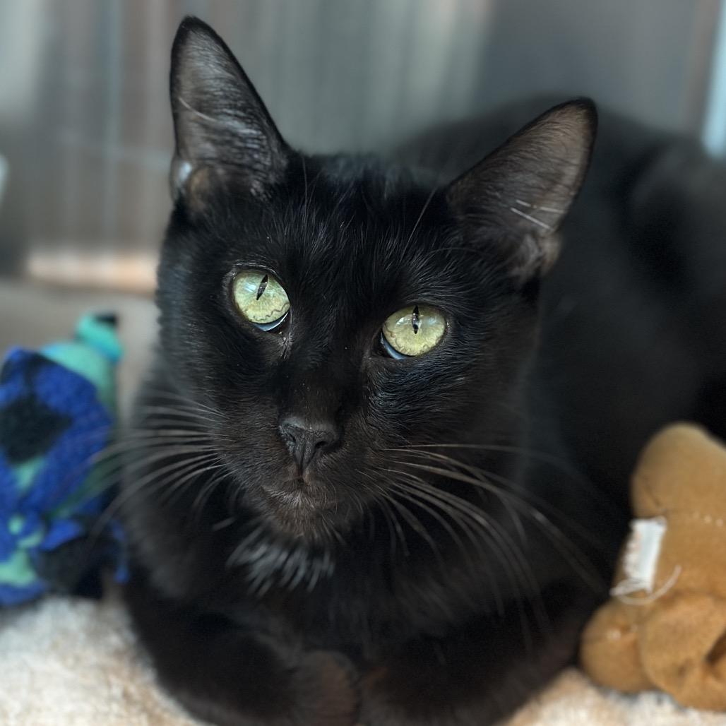 Helena, a Adoptable Domestic Short Hair in Matteson, IL image 4/5
