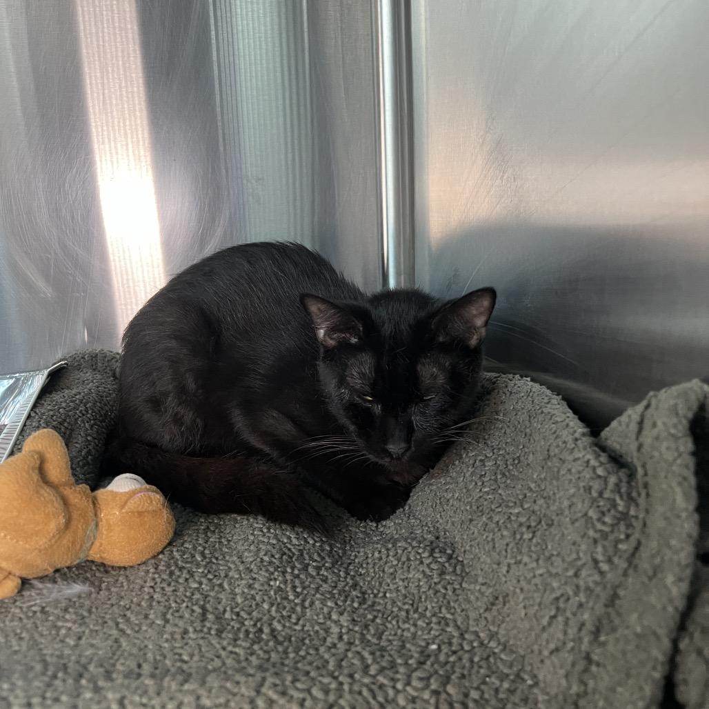 Helena, a Adoptable Domestic Short Hair in Matteson, IL image 5/5
