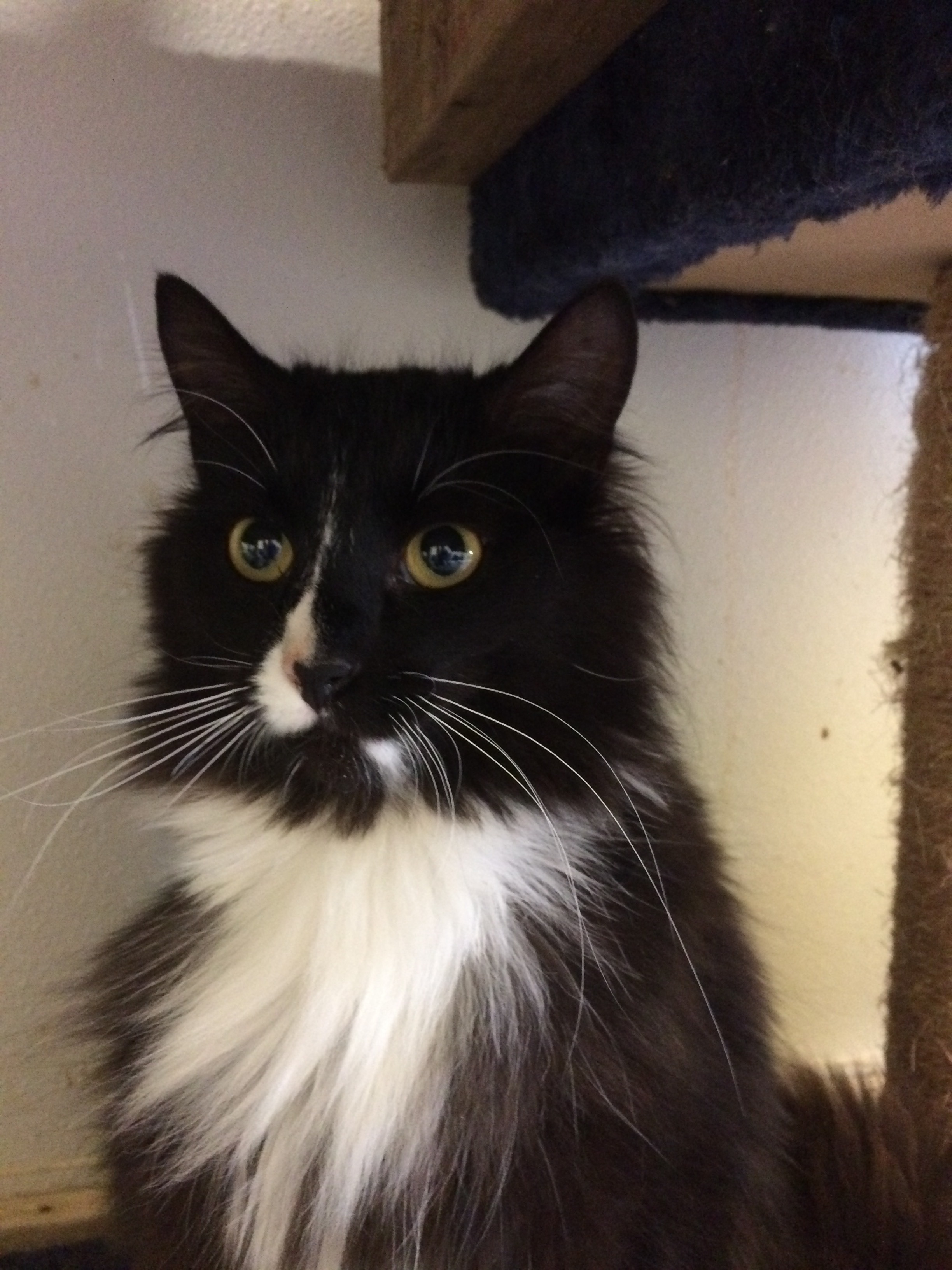 JAZ, a Adoptable mixed breed in Owensboro, KY image 6/9